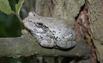cope's gray treefrog