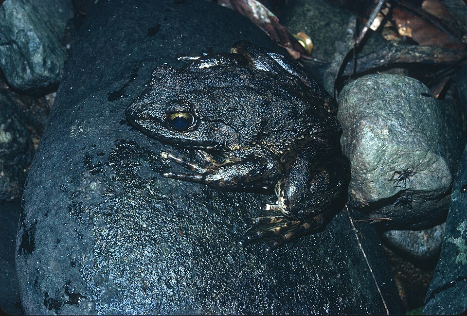 goliath frog