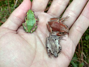 ornate chorus frog