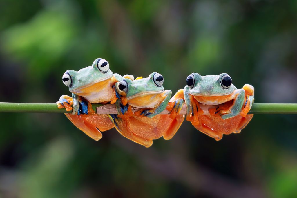 three frogs on a plant
